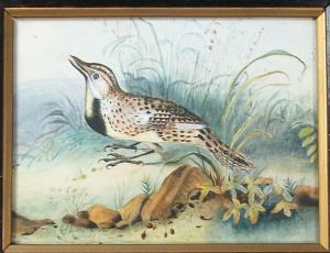 watercolour of a bird
